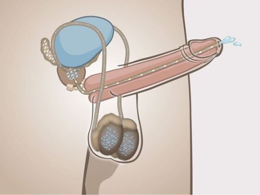 077 penis erectie sperma zondercijfers