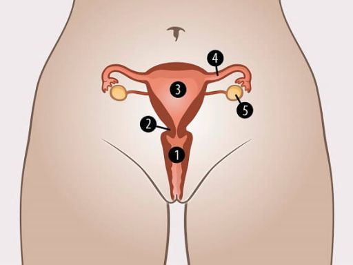 08 053a menstruatiecyclus geen eicellen 2017 12