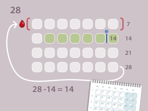 192a menstruatiecyclus tijdsindicatie gemiddeld 28 dagen