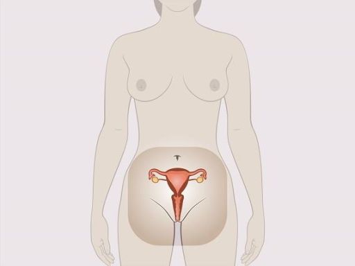 Bzga womansinternalsexualorgans standing