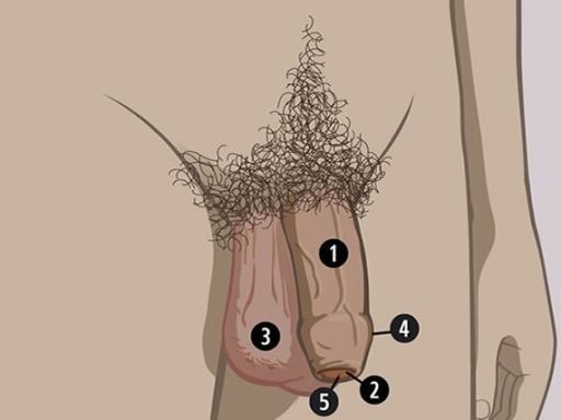 Mansvisiblesexualorgans penis 0