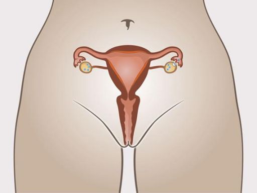 Menstrualperiod ovulation