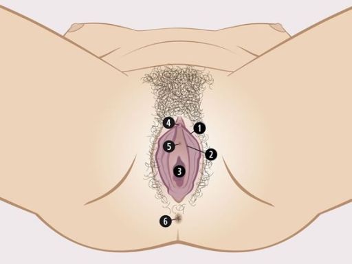 Womansvisiblesexualorgans vulva