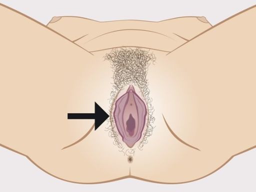 224 vulva