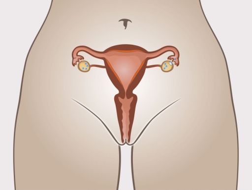 60 ovulation